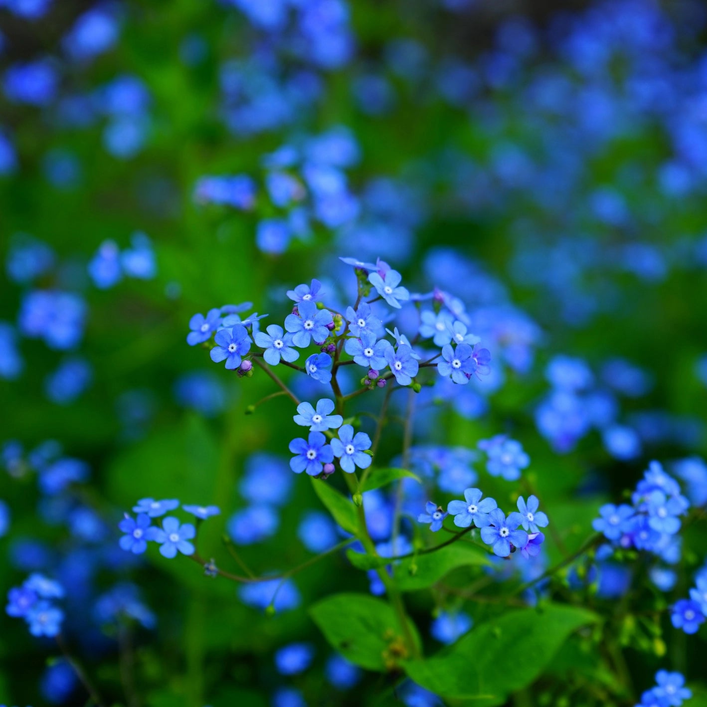 Saatgut 'Indigo Blue Forget-Me-Not'