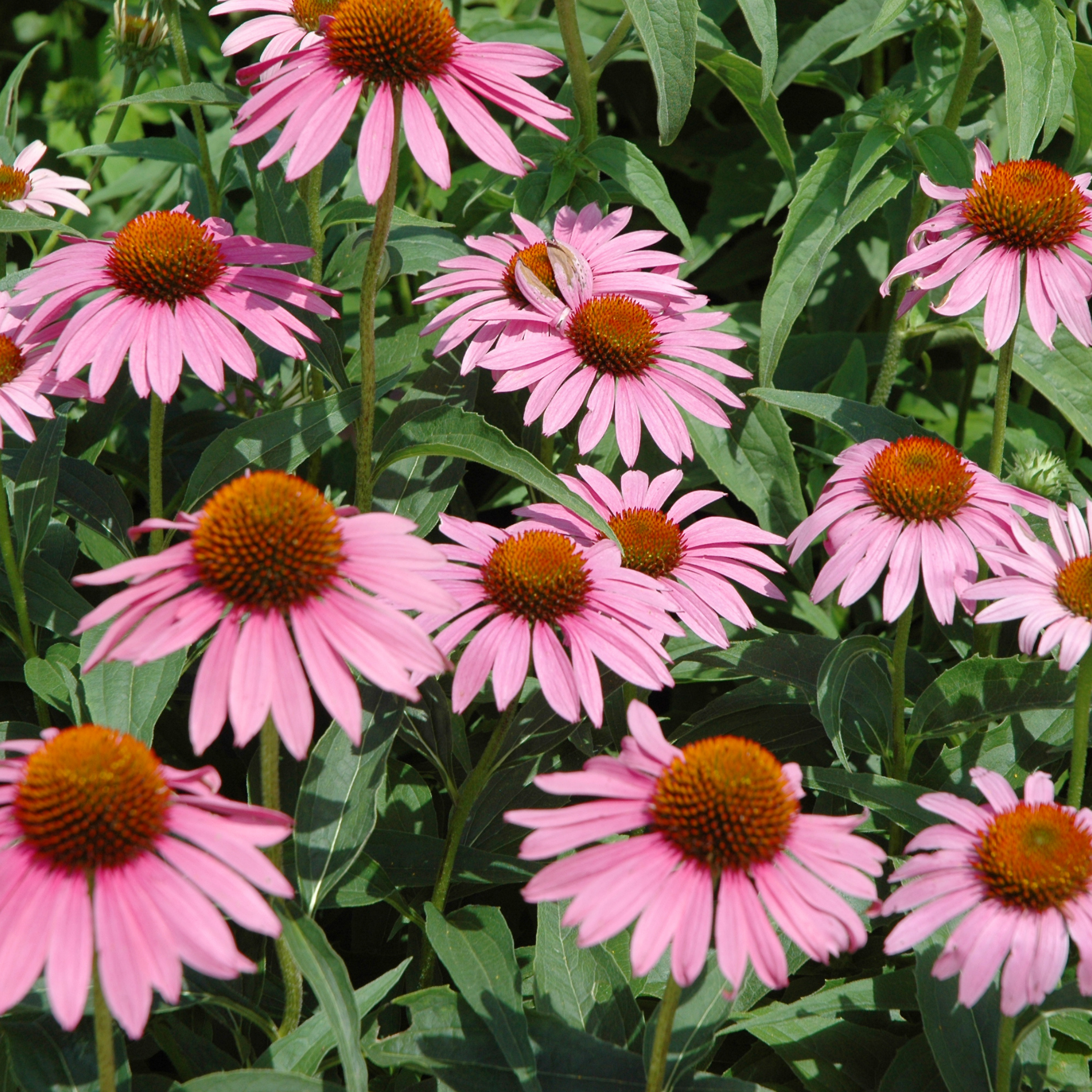 Saatgut 'Starlight Echinacea'