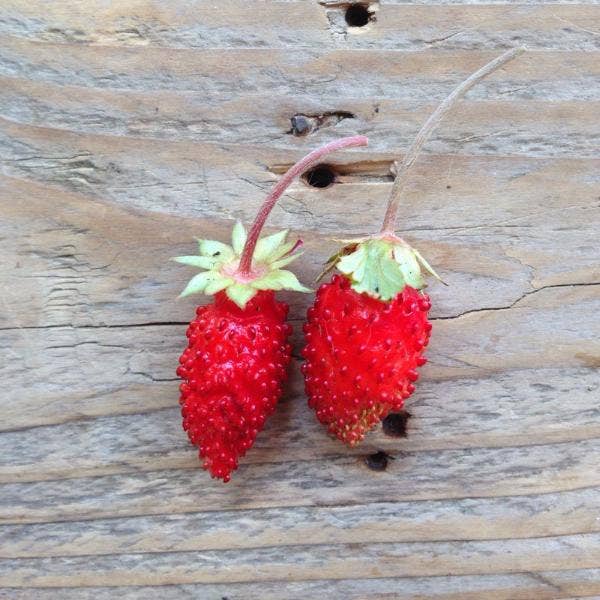 Saatgut 'Alpine Strawberry'