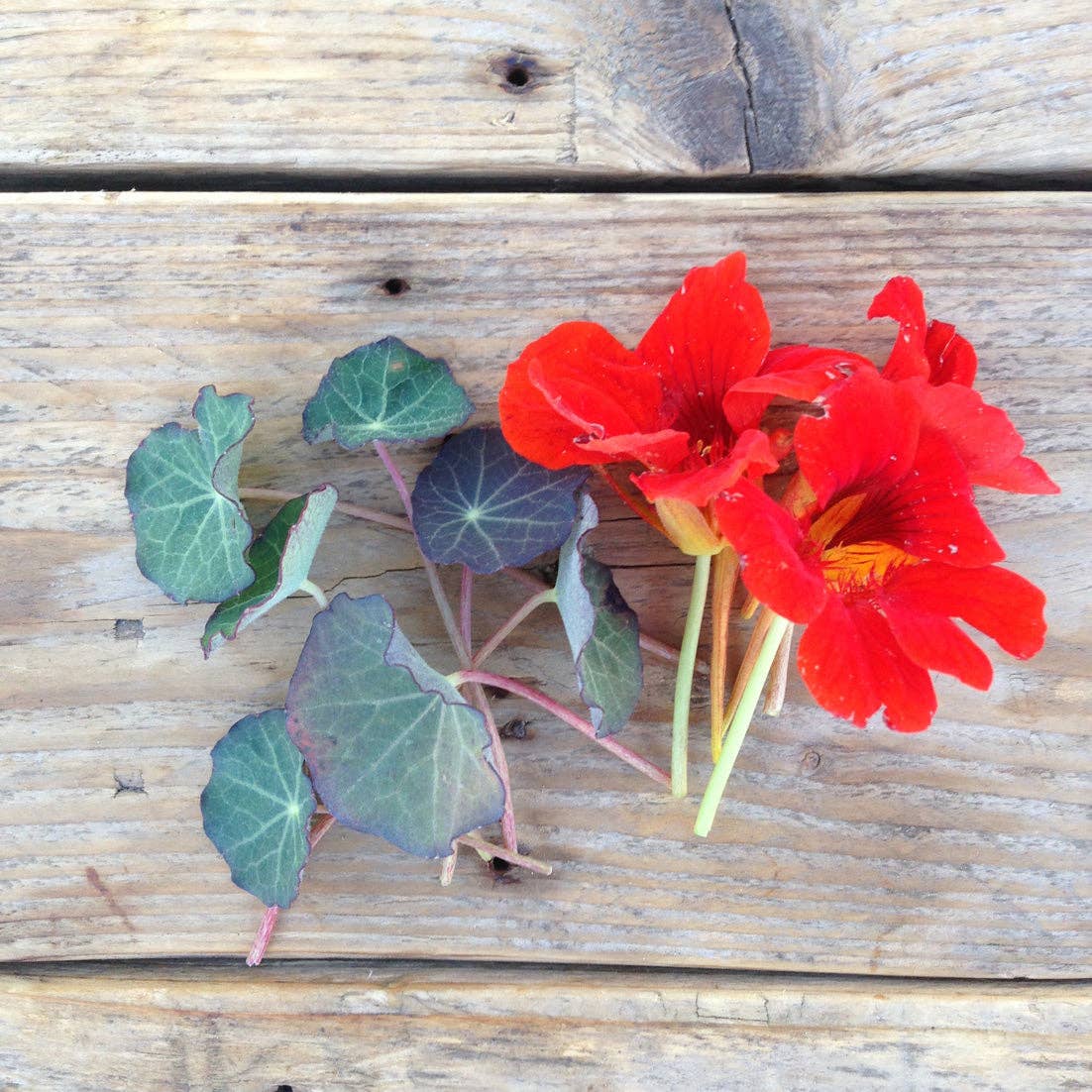 Saatgut 'Blue Pepe Nasturtium'