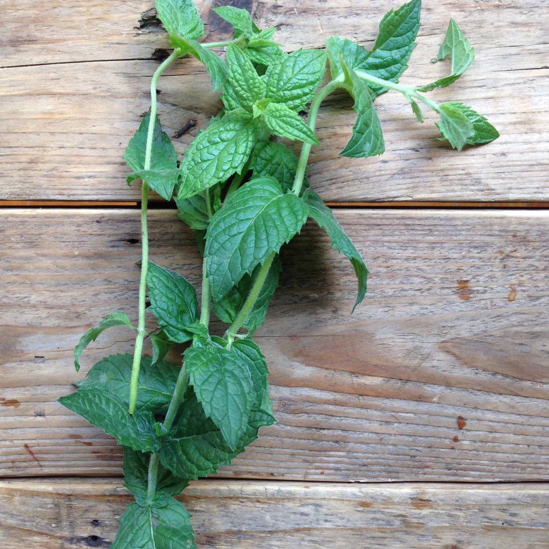 Saatgut 'Moroccan Spearmint'