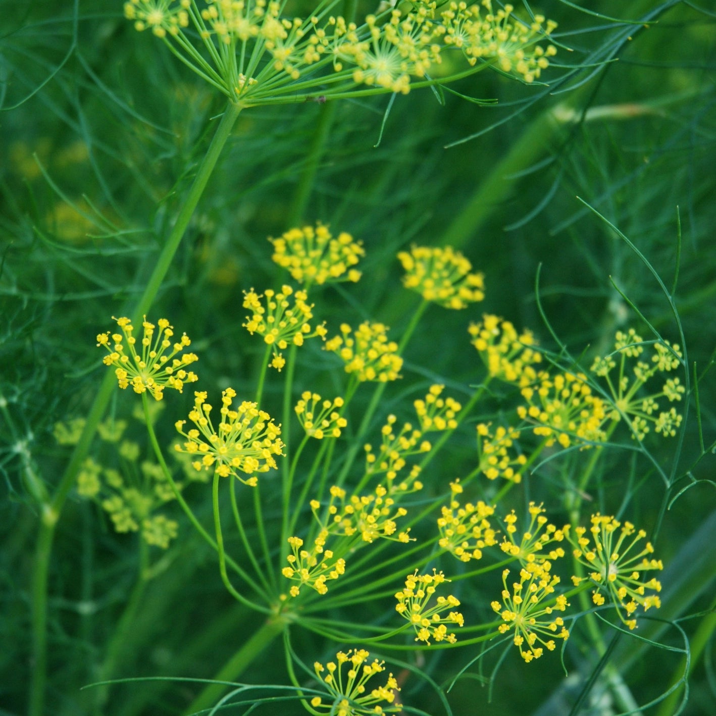 Saatgut 'Mammouth Long Island Dill'